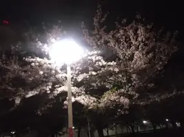 写メ日記 なほ 4/8(水) 22:11