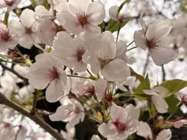 写メ日記 みだら 4/10(金) 18:38