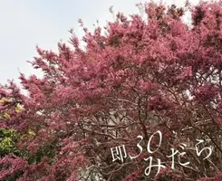 写メ日記 みだら 4/14(火) 20:08