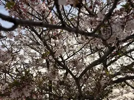 写メ日記 みだら 4/15(水) 10:18