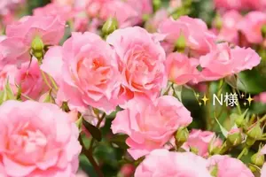 写メ日記 小山真帆 4/16(木) 08:00