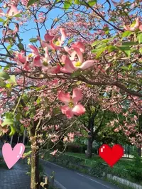 写メ日記 宮本恵美子 4/16(木) 17:26