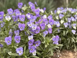 写メ日記 みだら 4/17(金) 10:21