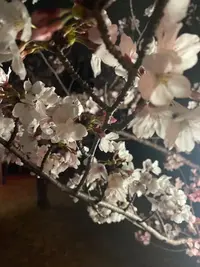 写メ日記 真綾 4/21(火) 06:03