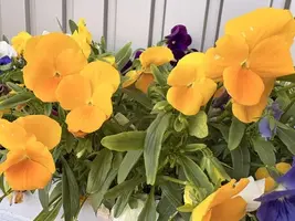 写メ日記 みだら 4/24(金) 22:26