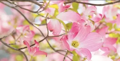 写メ日記 宮本恵美子 4/25(土) 14:08