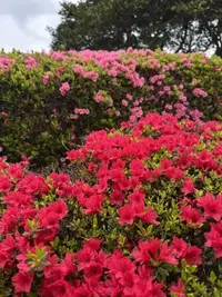 写メ日記 雨宮優子 4/26(日) 07:14