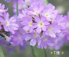 写メ日記 小山真帆 4/26(日) 07:32