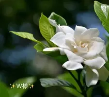 写メ日記 小山真帆 4/29(水) 20:28