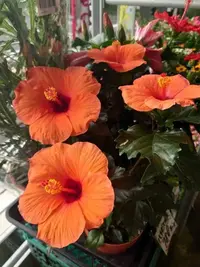 写メ日記 ゆず 5/4(月) 20:41