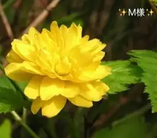 写メ日記 小山真帆 5/4(月) 22:26