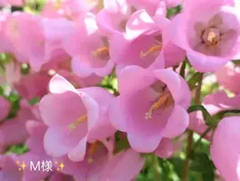 写メ日記 小山真帆 5/13(水) 15:36