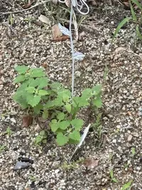 写メ日記 りりか 6/4(木) 12:00