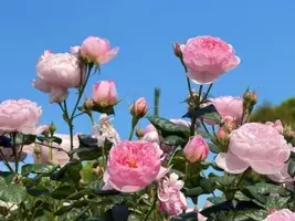 写メ日記 星川せな 6/21(日) 23:10