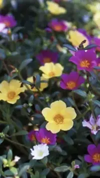 写メ日記 黒木さゆり 7/11(土) 20:30