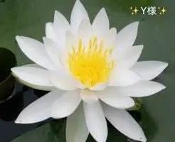 写メ日記 小山真帆 8/9(日) 15:48