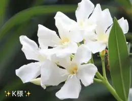 写メ日記 小山真帆 8/13(木) 09:52