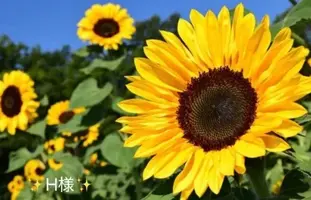 写メ日記 小山真帆 8/16(日) 19:28