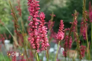 写メ日記 小山真帆 9/13(日) 13:24