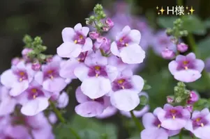 写メ日記 小山真帆 9/13(日) 20:06