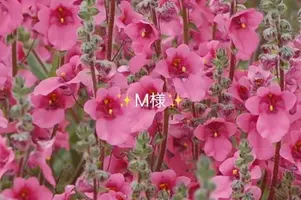 写メ日記 小山真帆 9/13(日) 22:06
