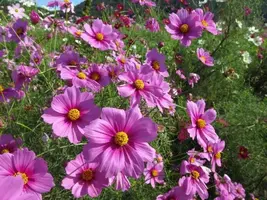 写メ日記 ふうか 9/14(月) 12:05